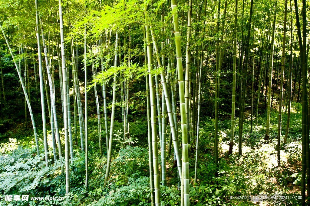 翠绿竹林中的自然景致