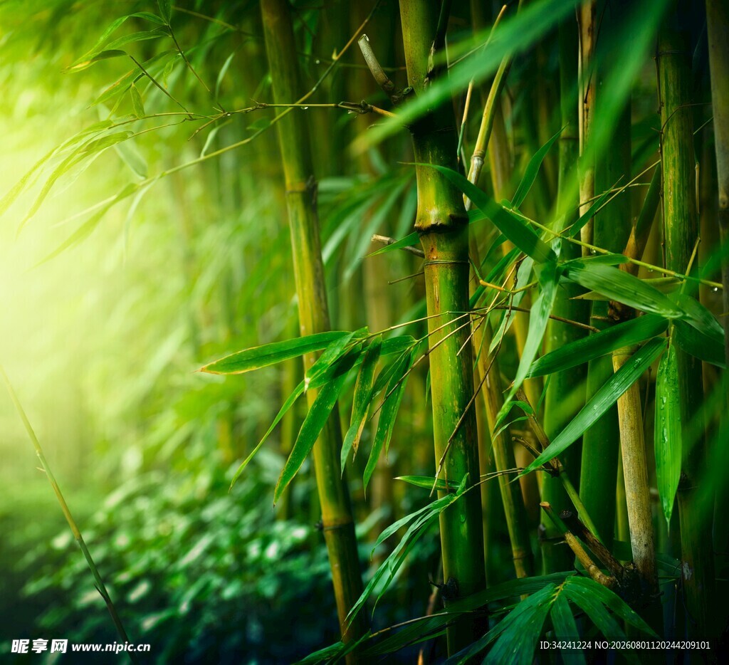 翠绿竹林间的清新自然景