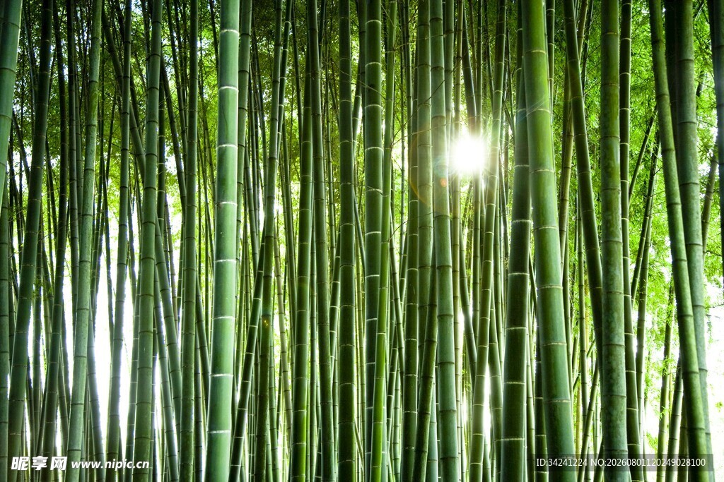 翠绿竹林阳光洒落之景