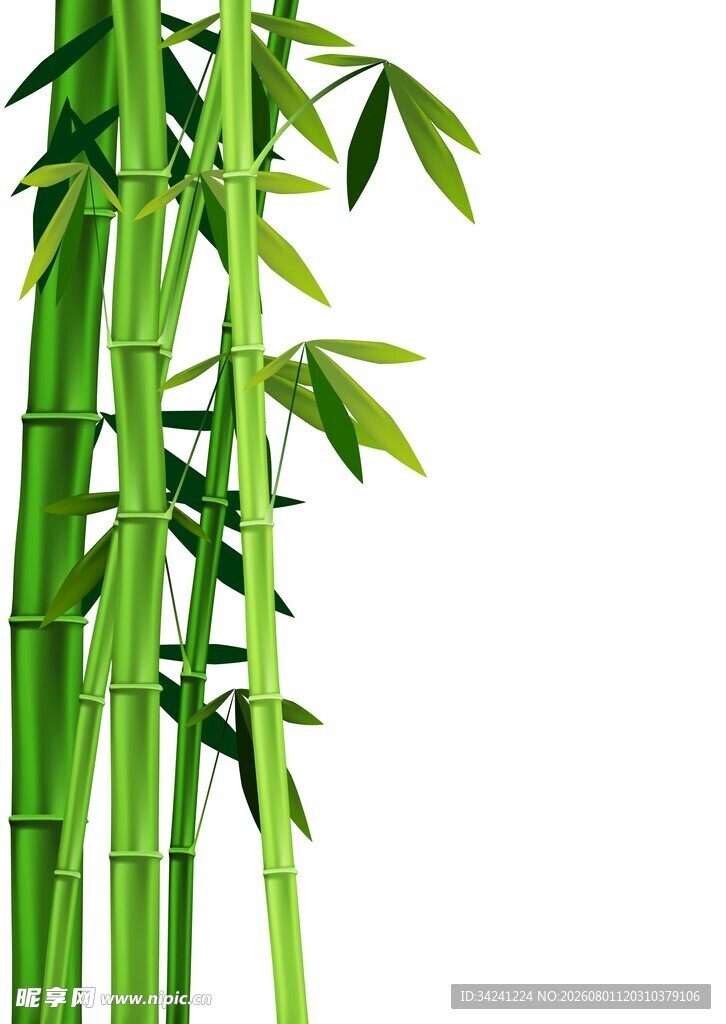 翠绿挺拔的竹子