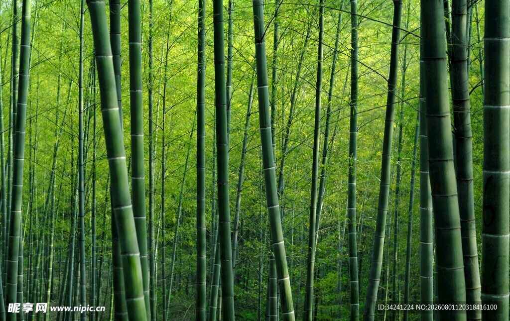 翠绿竹林自然清新之景