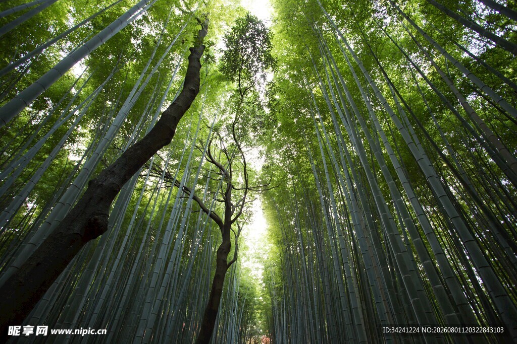 翠绿竹林间的光影美景