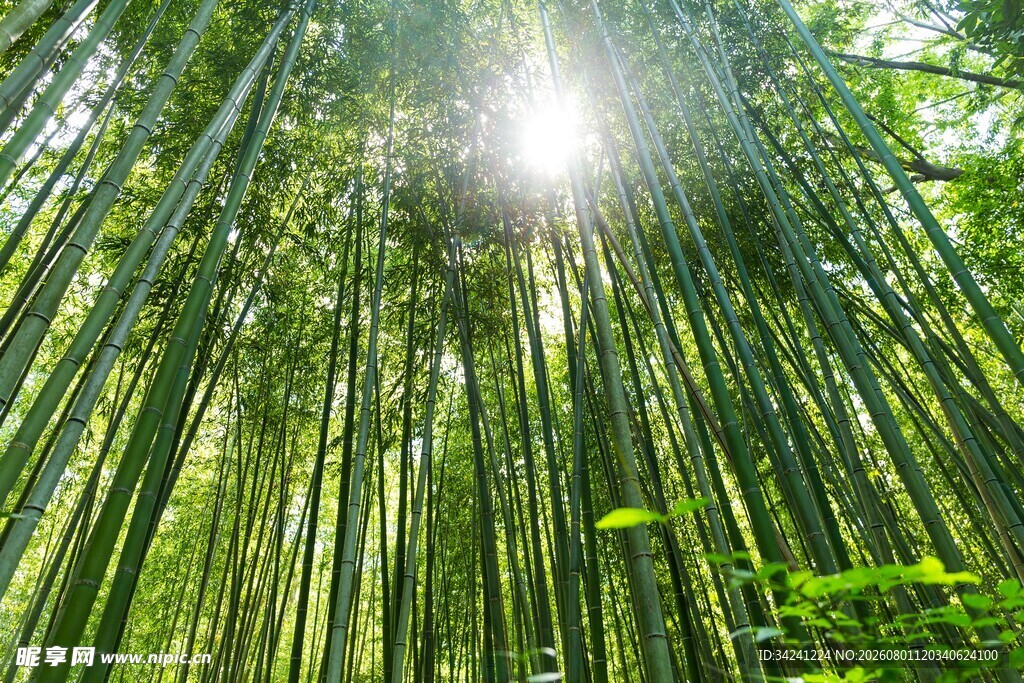 阳光洒落的翠绿竹林