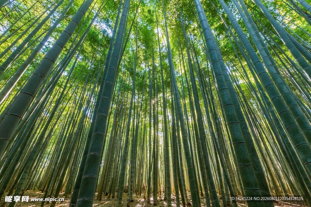 翠绿竹林自然清新之景