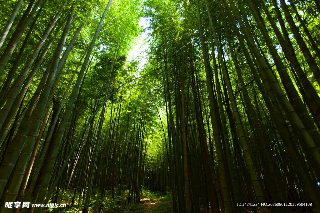 翠绿竹林自然清新之景