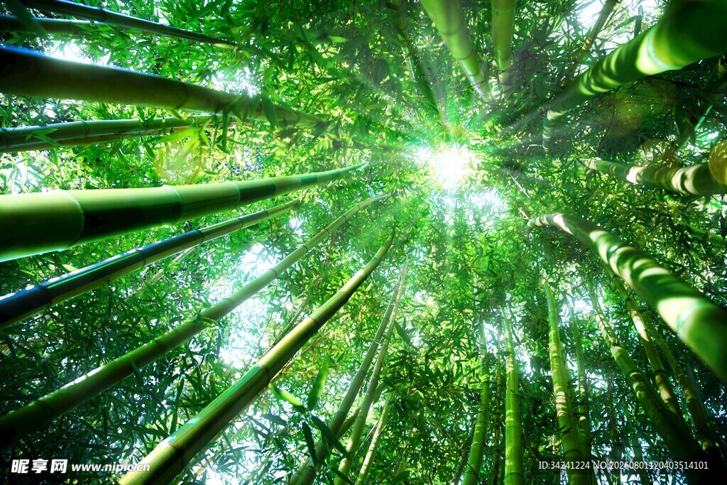 仰望葱郁竹林的自然美景