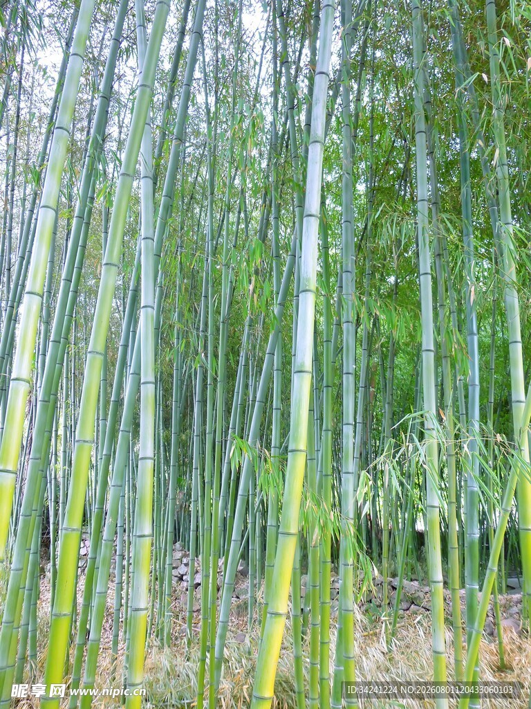 翠绿竹林景致