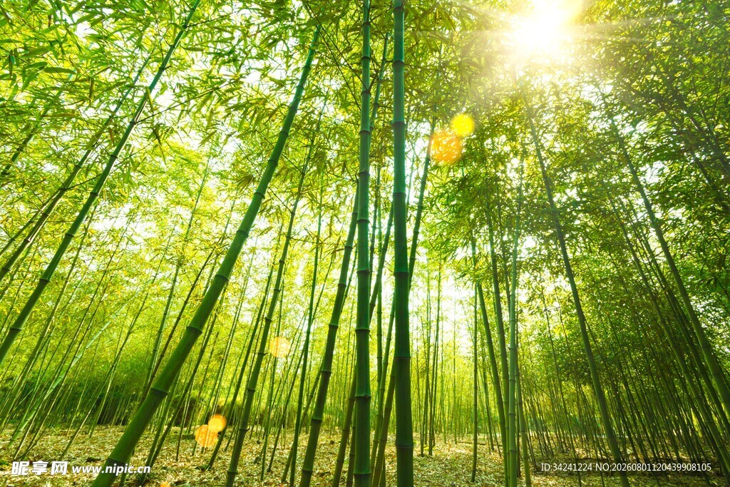 阳光照耀下的翠绿竹林