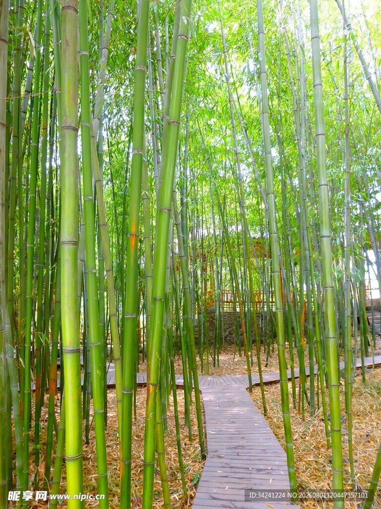 竹林间的幽静小径