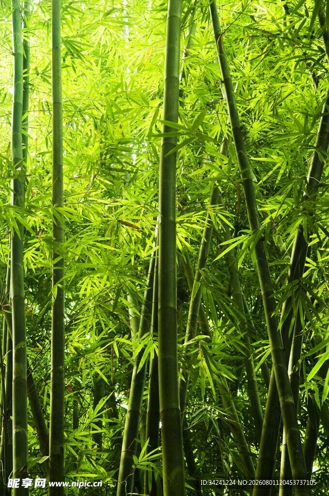 翠绿竹林尽显自然生机