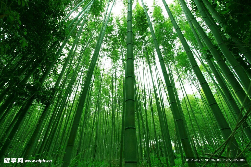 翠绿竹林阳光倾洒之景