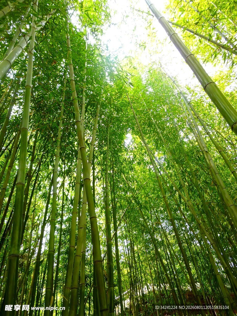 翠绿竹林阳光洒落之景
