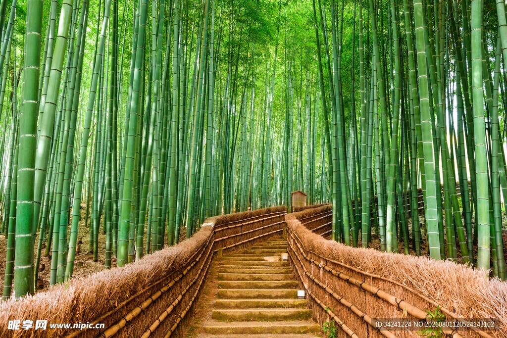 竹林中的木质步道