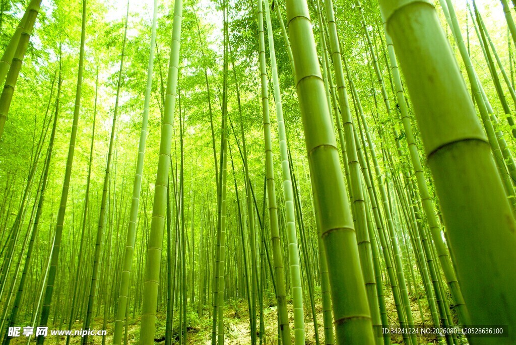 翠绿竹林清新自然之景
