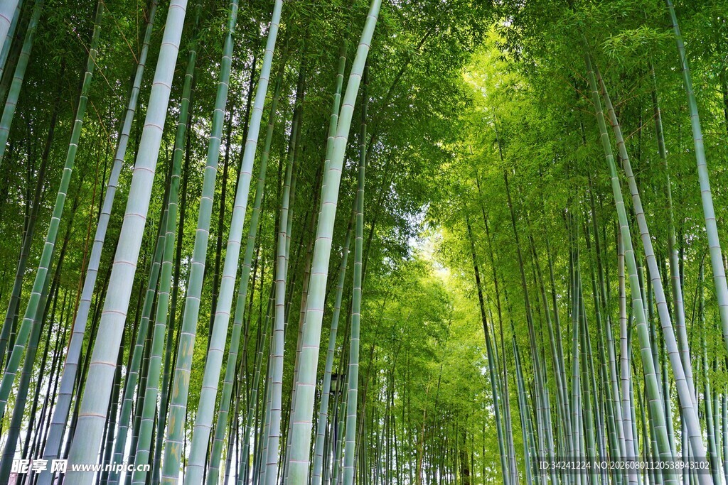 翠绿竹林清新自然美景
