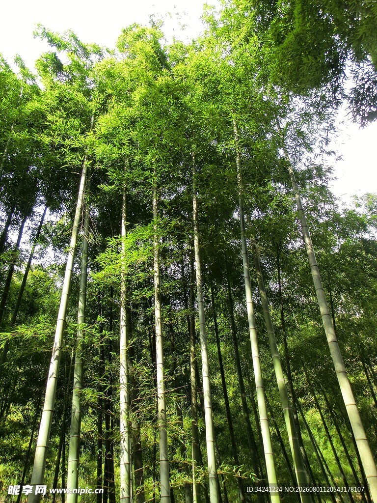 挺拔竹林绿意盎然
