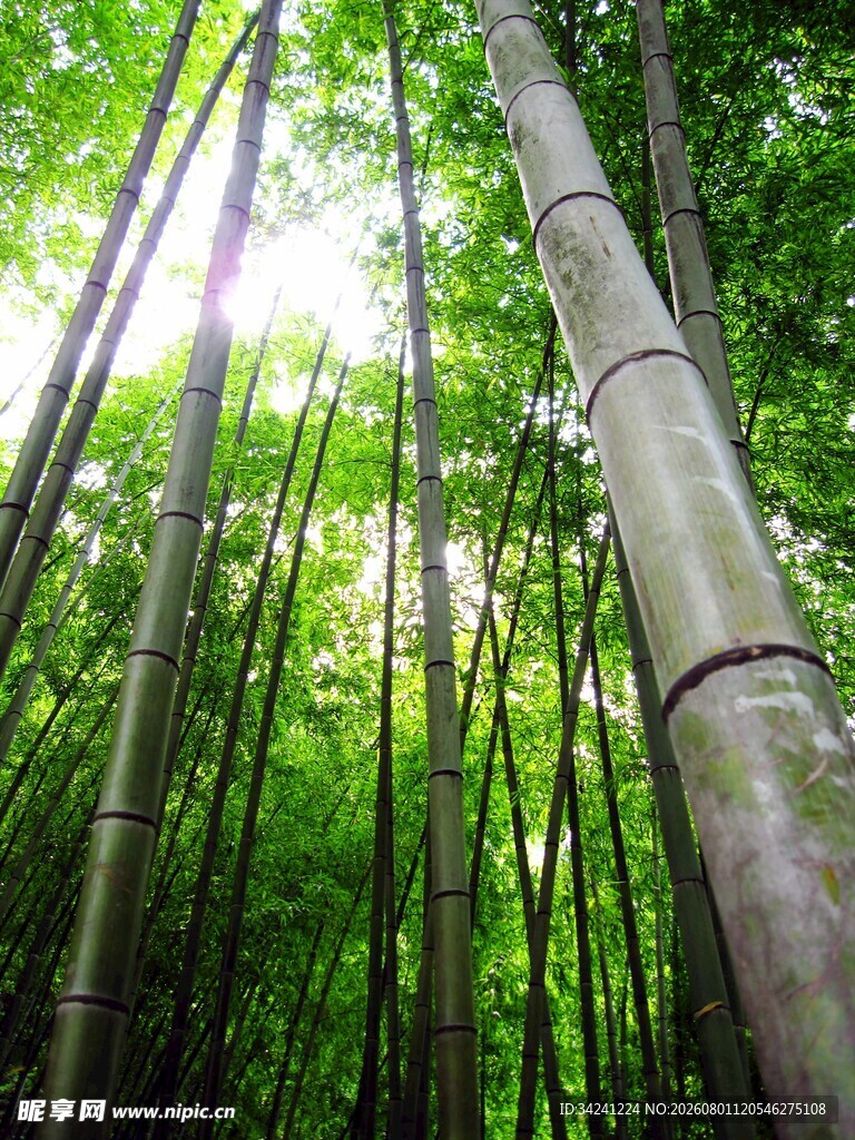 阳光洒落的静谧竹林