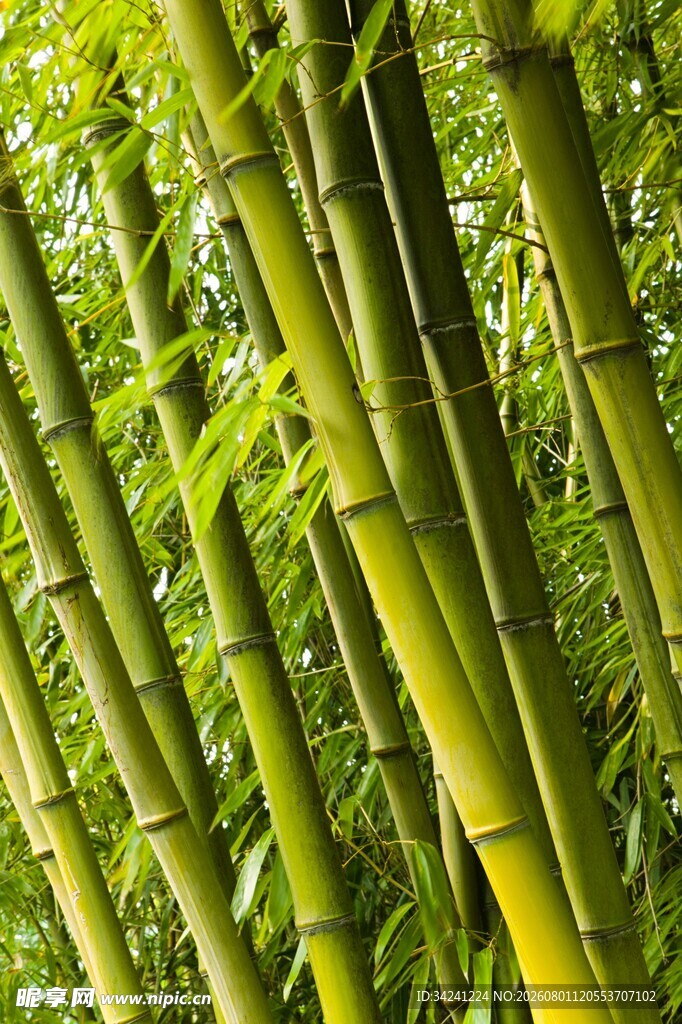 翠绿竹林生机盎然