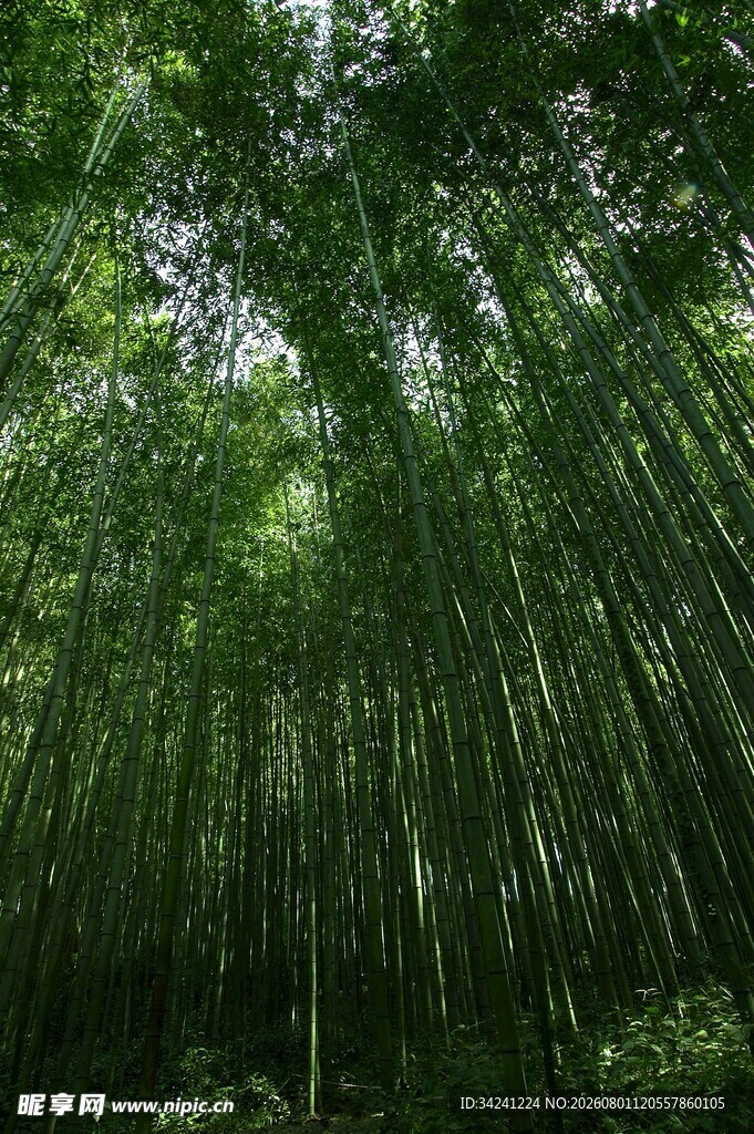 翠绿竹林自然清新之景