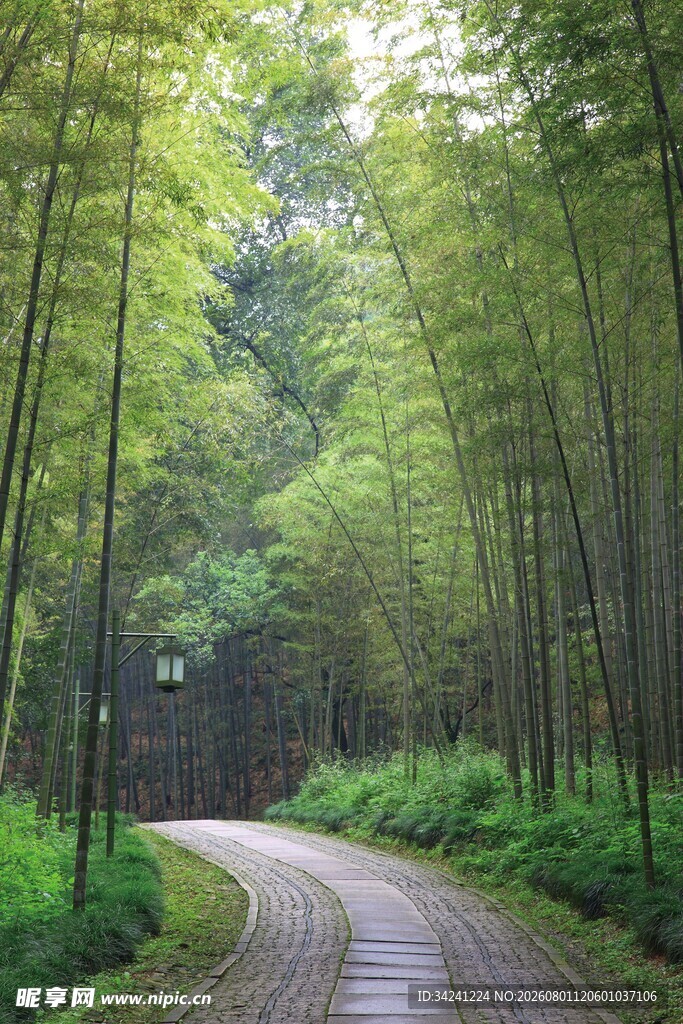 竹林间蜿蜒的幽静小路