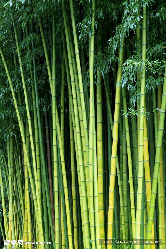 翠绿竹林挺拔竹竿之美