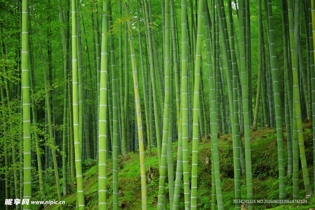 翠绿竹林自然清新之景