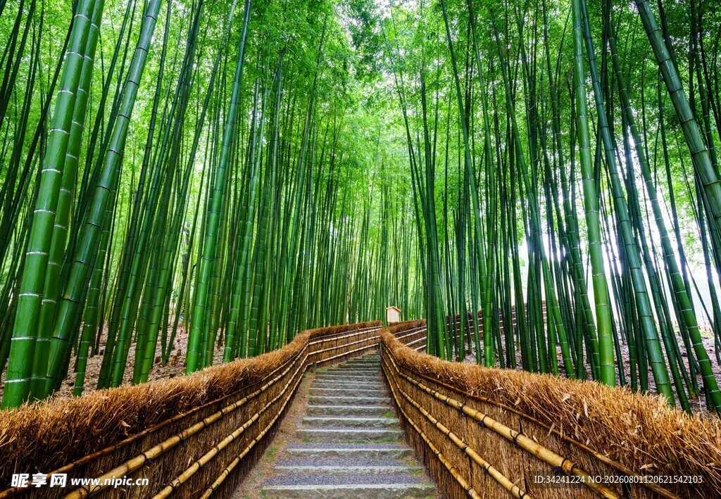 竹林中的幽静木质步道