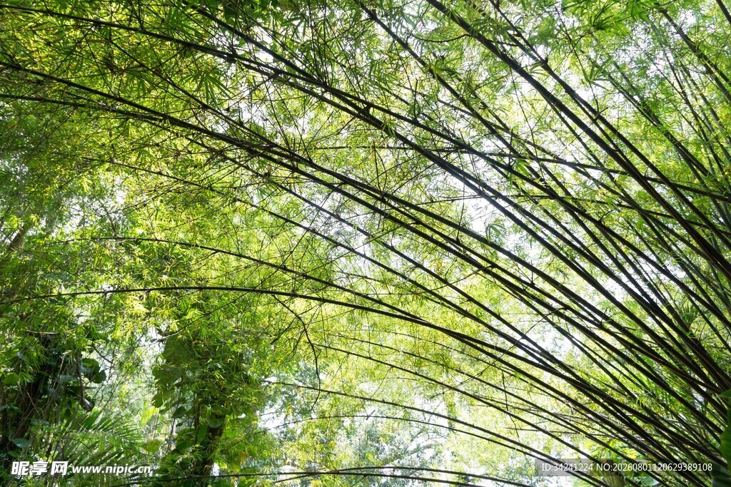 竹林绿荫清新自然景致