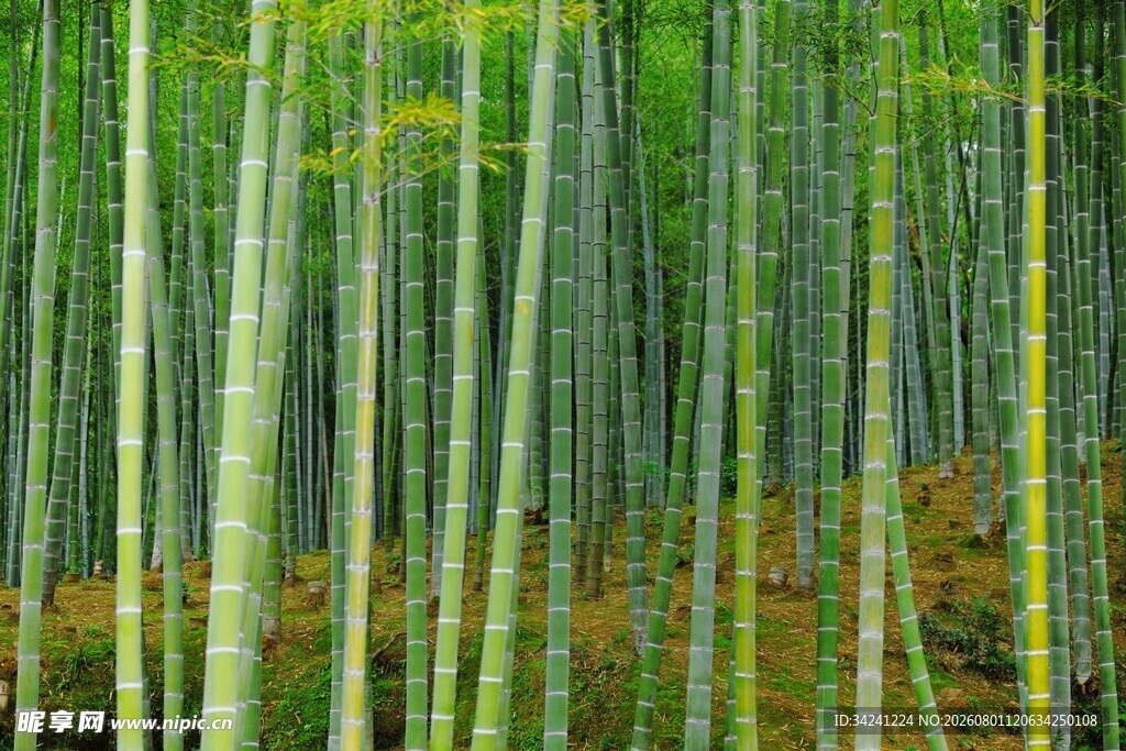 翠绿竹林自然清新之景