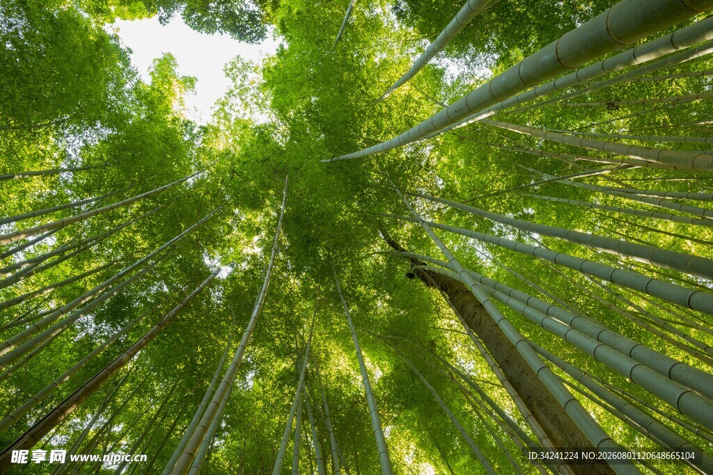 仰视葱郁竹林美景