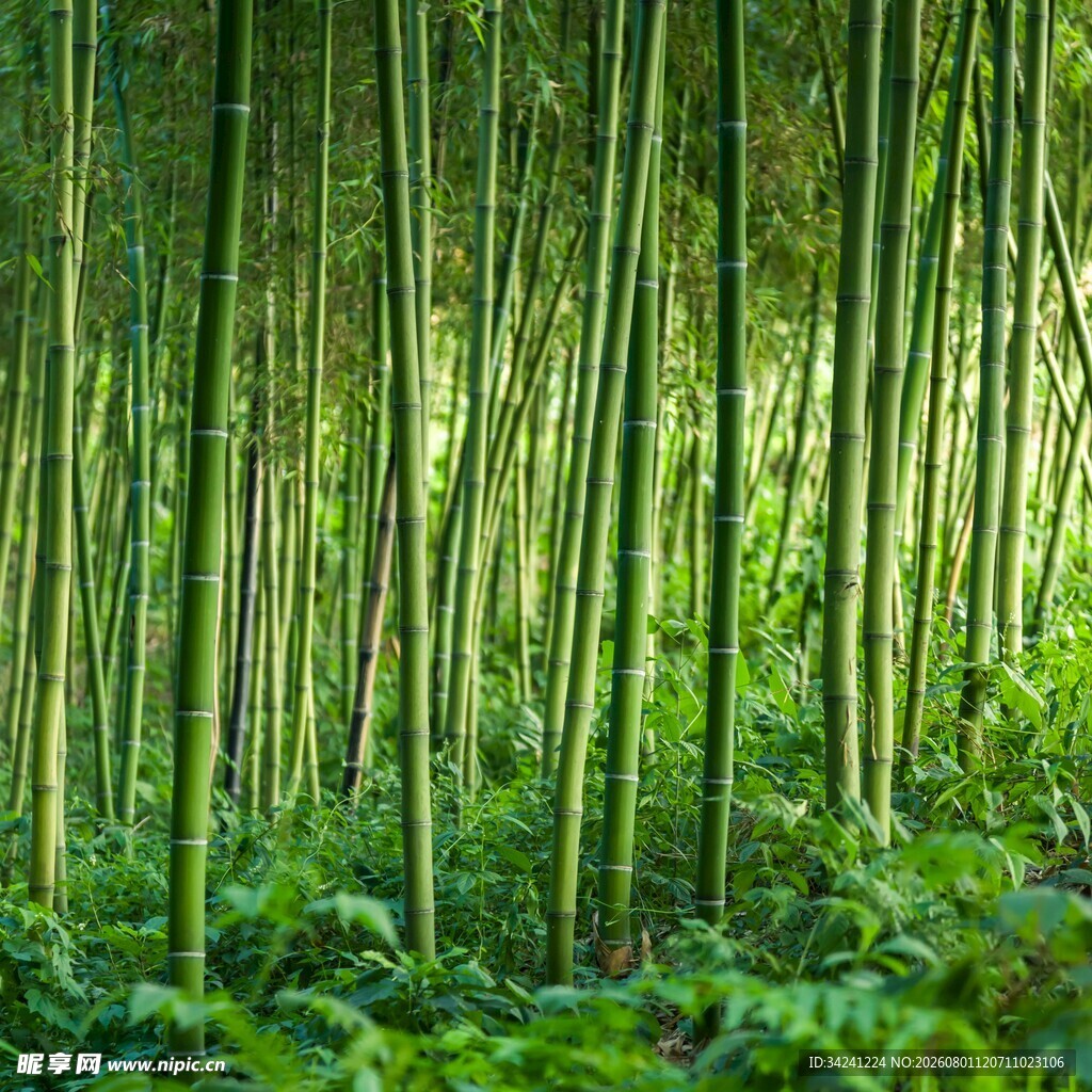 翠绿竹林清新自然之景