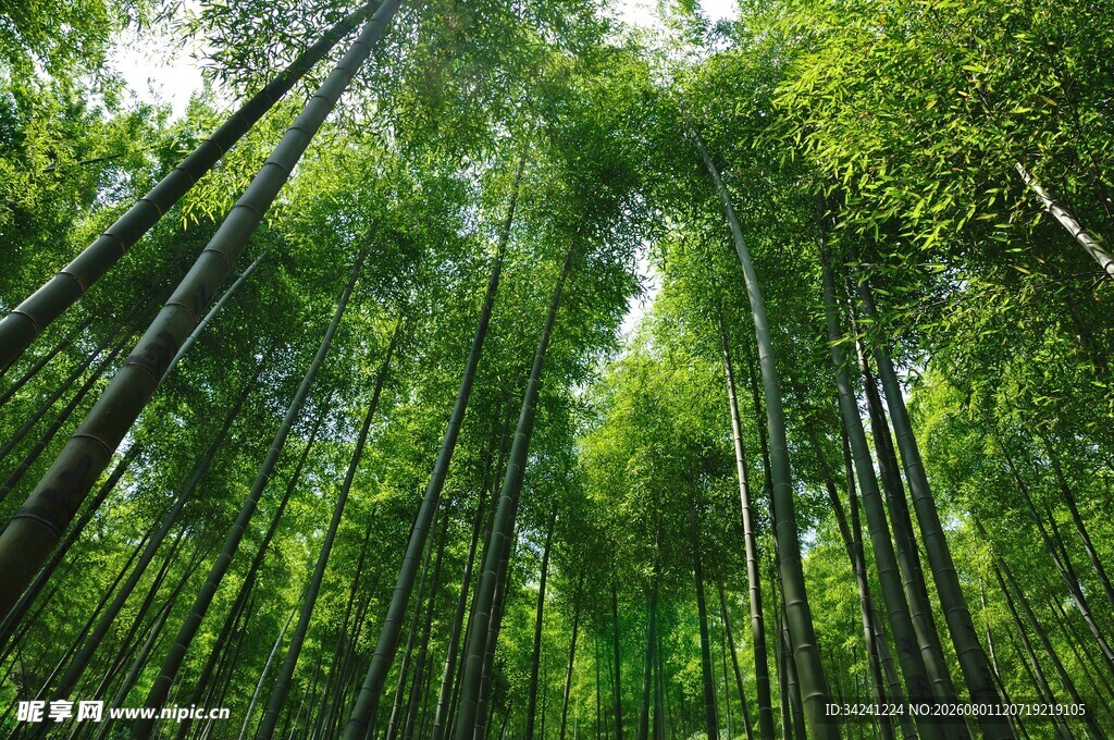 翠绿竹林自然清新之景