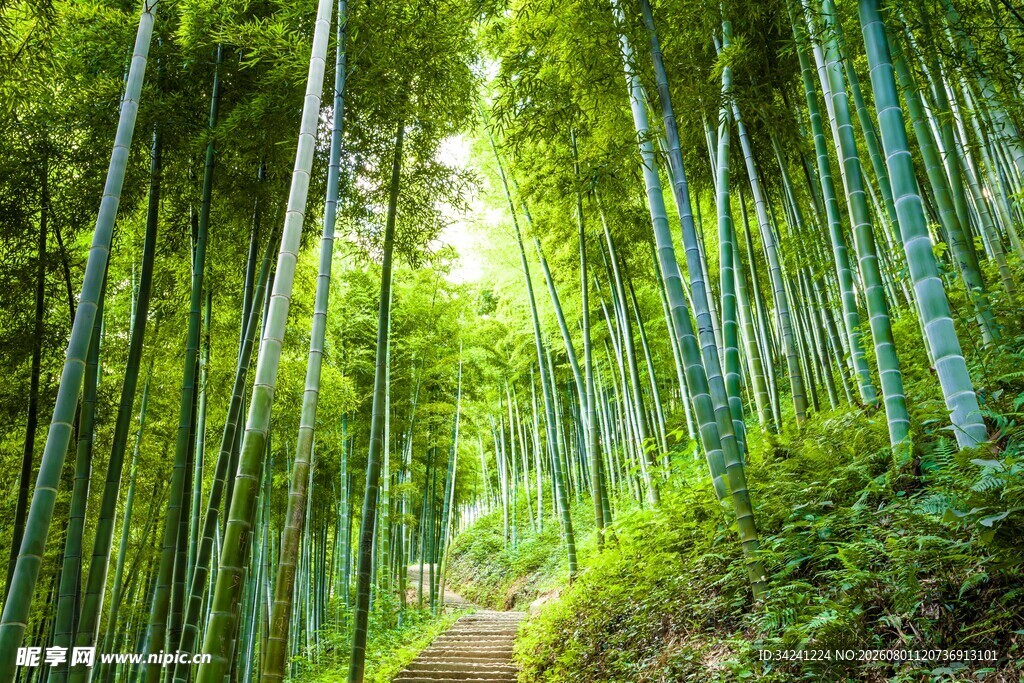 翠绿竹林中的清幽小径