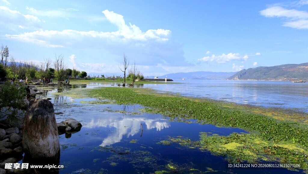 湖畔风光水草点缀水域