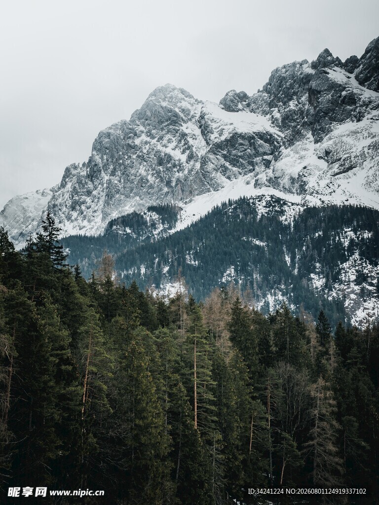 雪山下的茂密森林景观