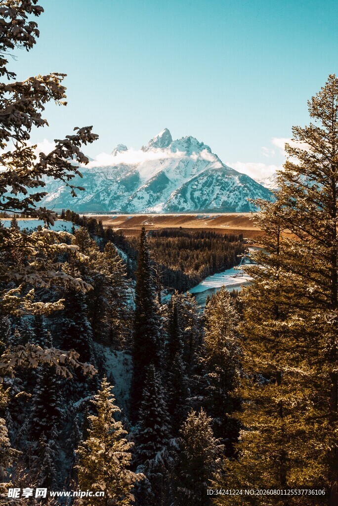 雪山下的森林壮丽景观
