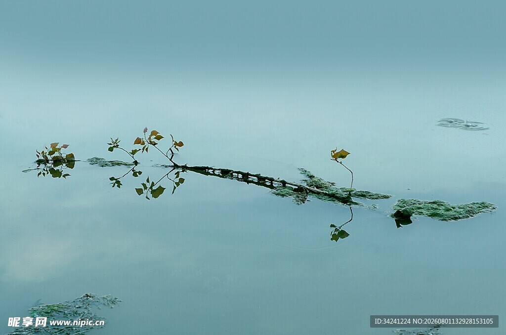 水面漂浮的植物残枝