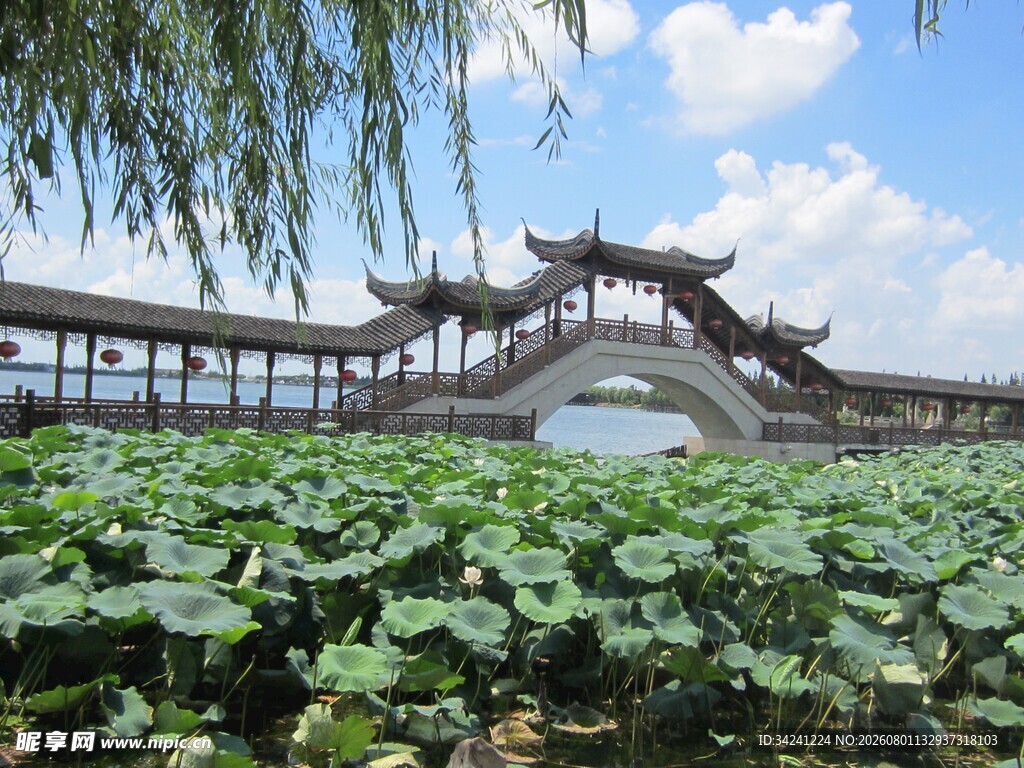 荷塘上的中式古桥美景