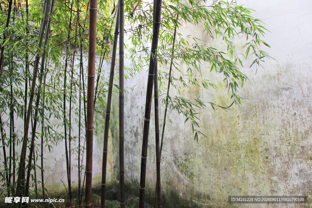 雾中竹林美景