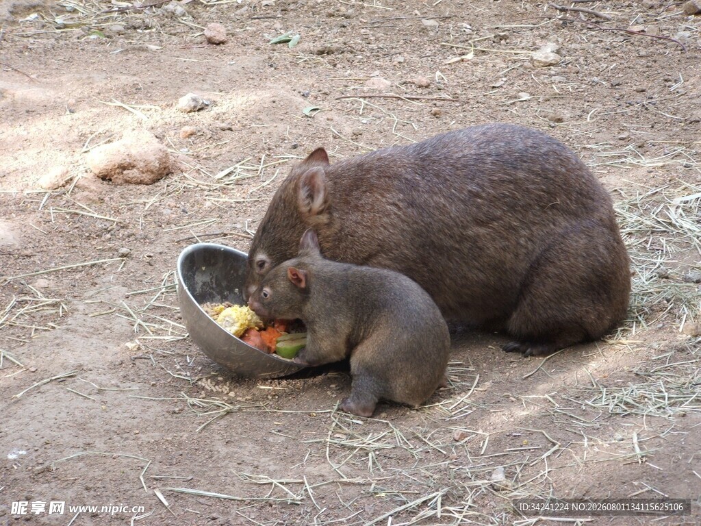 母鼠与幼鼠进食温馨场景
