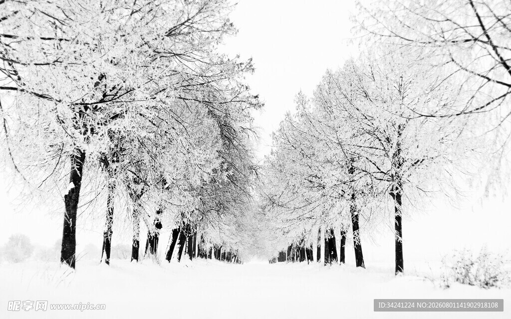 冬日雪林静谧洁白之景