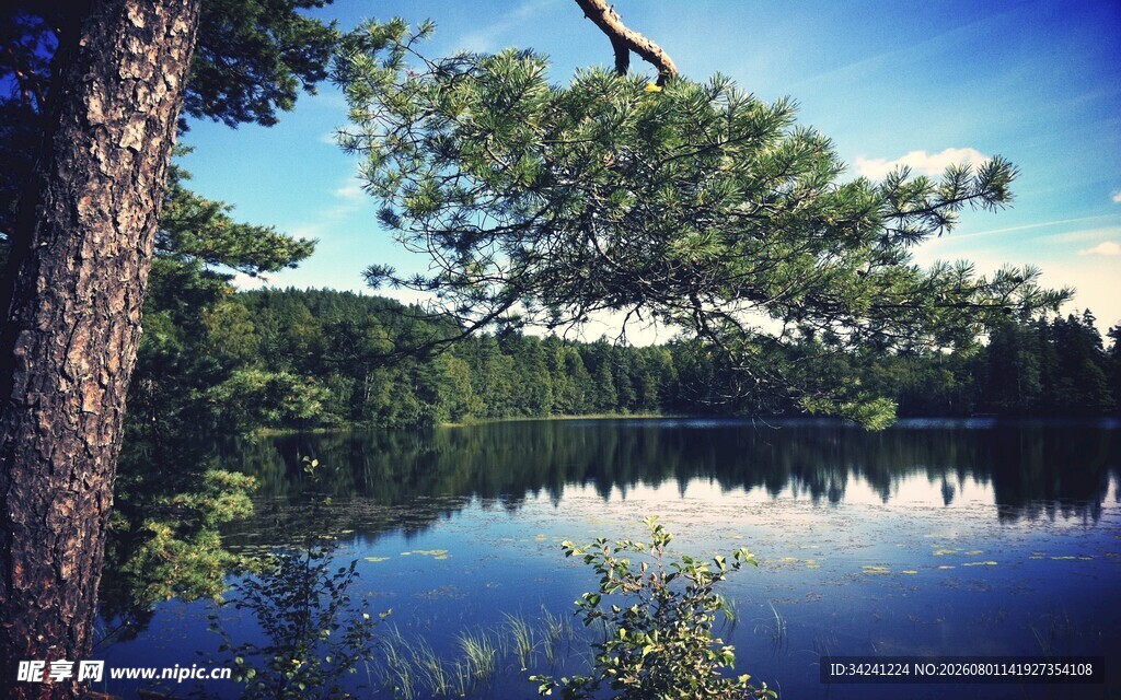 湖畔青松静谧湖景如画