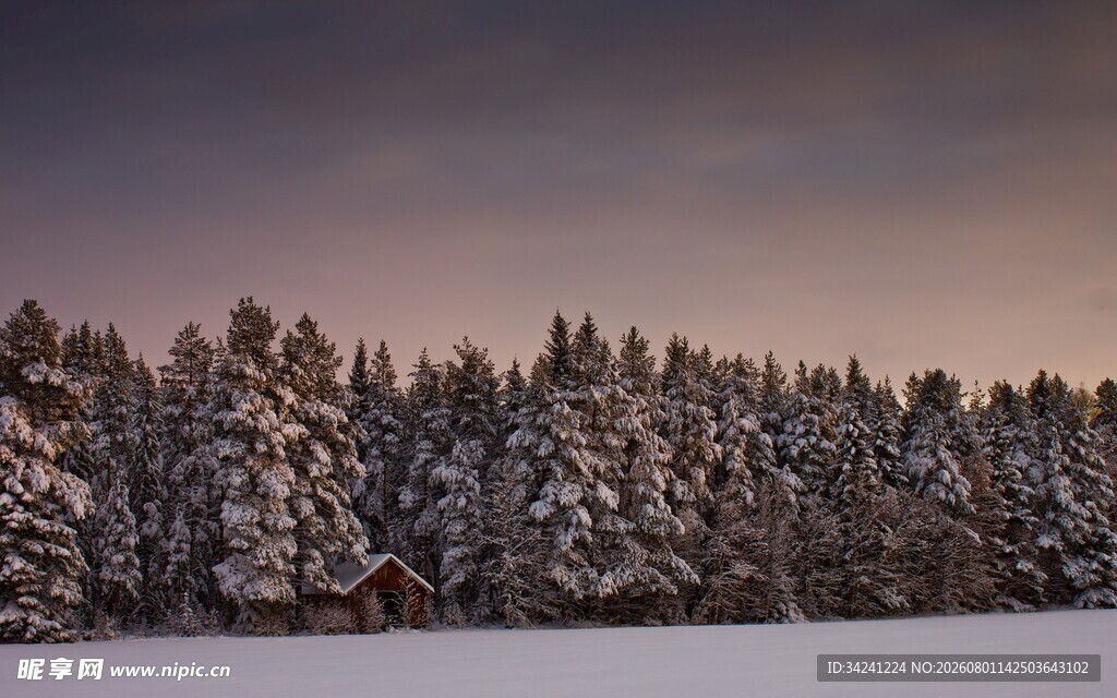 冬日雪林美景