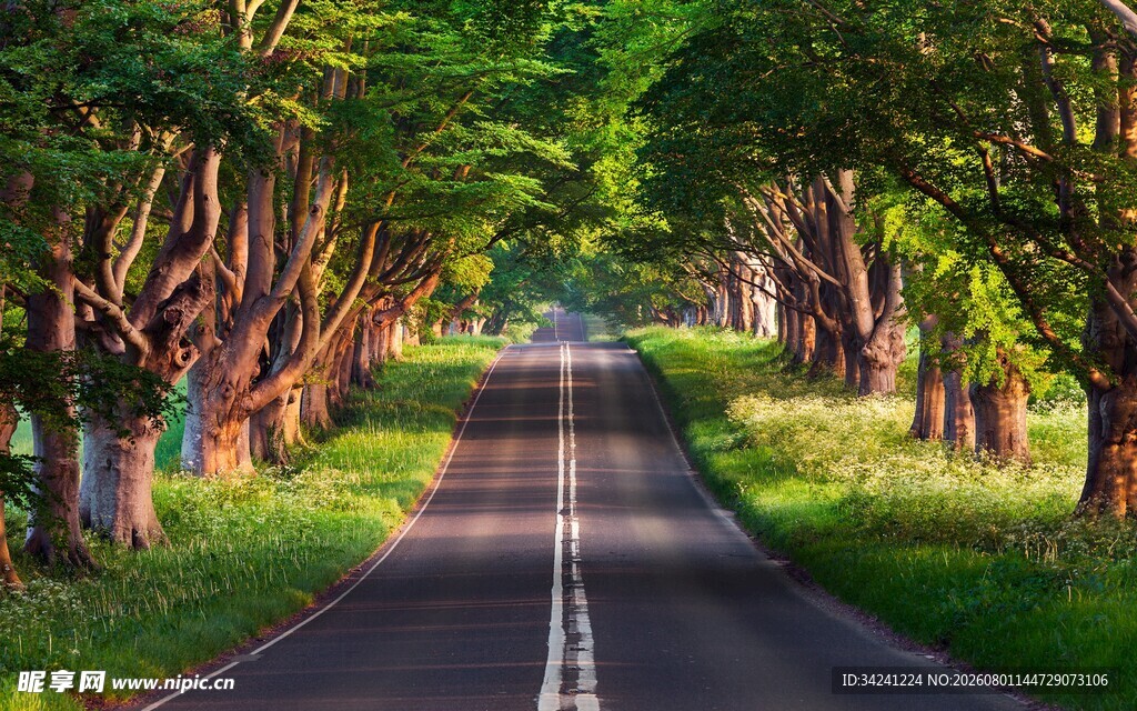 林间绿荫路清新自然景