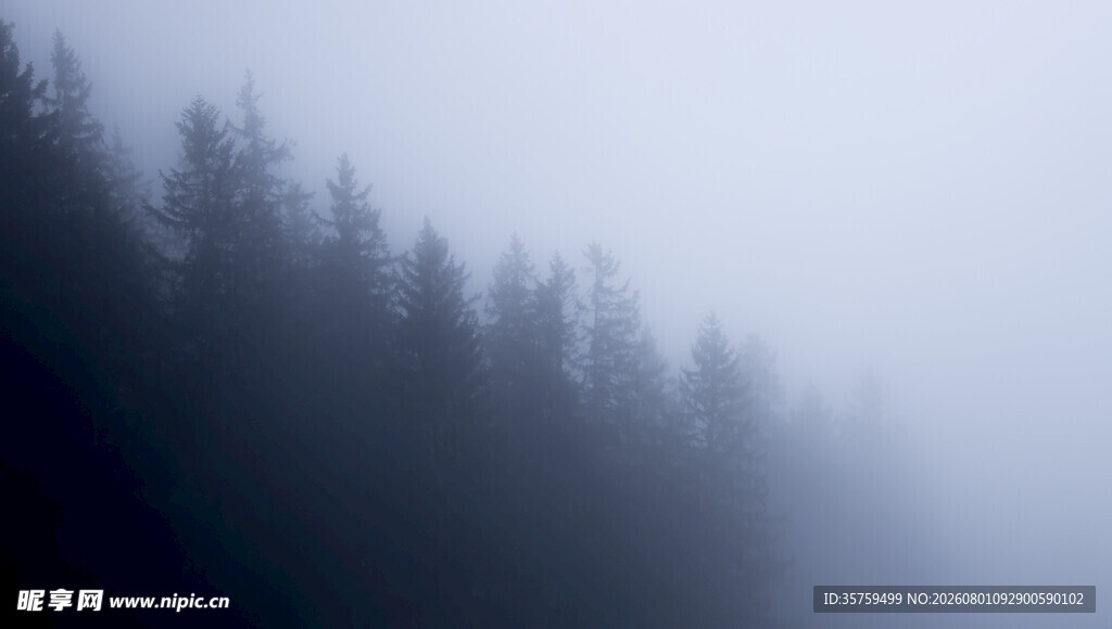 雾中森林静谧自然之景
