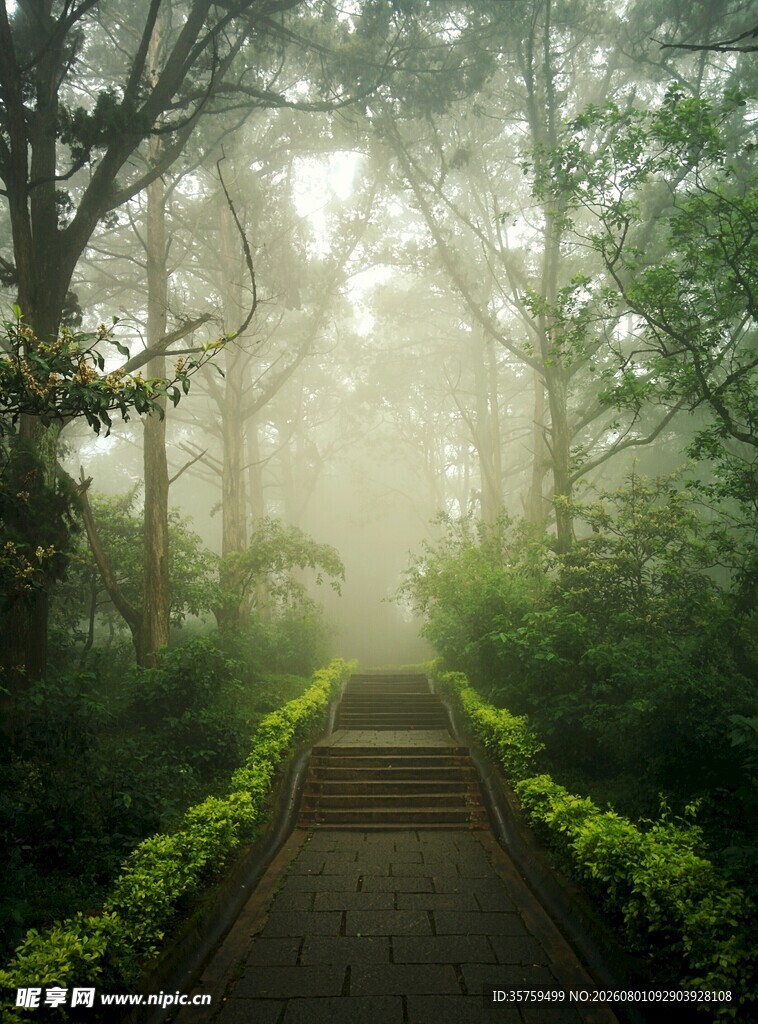 雾中幽径林间诗意景致