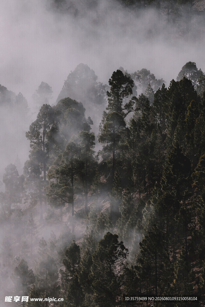 云雾缭绕的山林美景