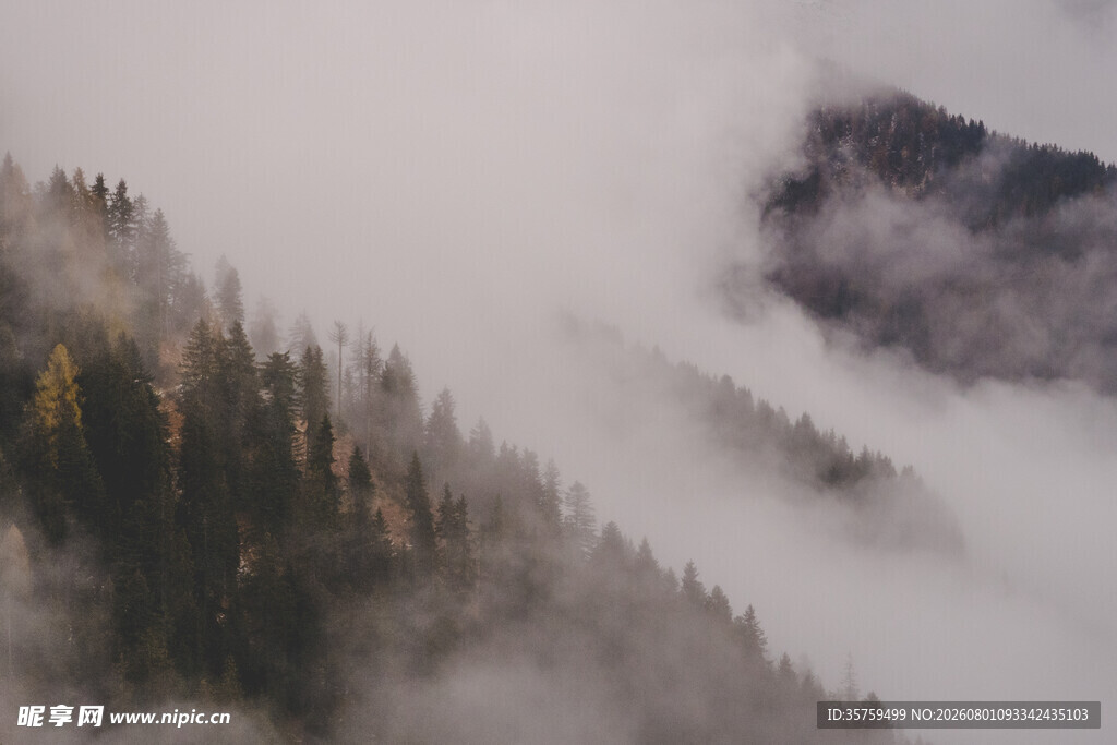 云雾缭绕的山林美景