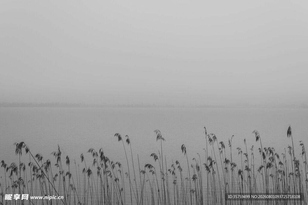 湖畔芦苇静谧自然之景