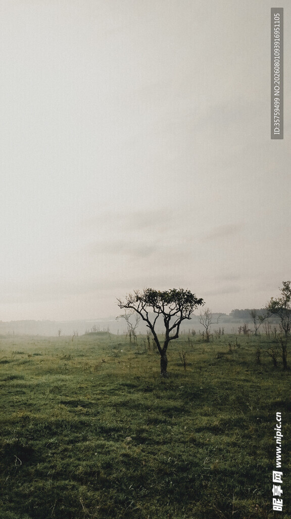 草原孤树静谧自然之景